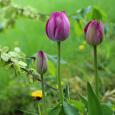 Tulipaner i Dronningparken. Foto: Liv Osmundsen, Det kongelige hoff